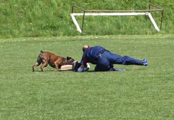 www.atibox.net * www.euroboxer.eu * www.boxergenealogia.eu